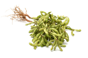 Fototapeta premium Fresh soybean with pod and leaf