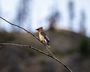 waxwing bird on branch