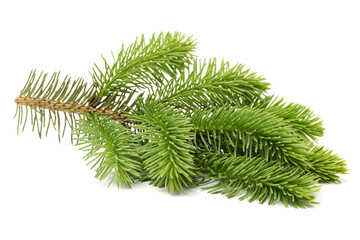 pine branch isolated on white background 