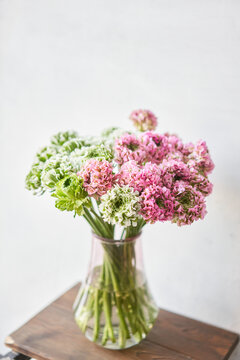 Ranunculus Pon Pon. Bunch pink ranunculus flowers in woman hands.