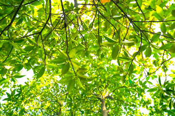 The leaves on the trees are illuminated by light.