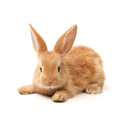 Baby of orange rabbit on white background