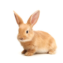 Baby of orange rabbit on white background