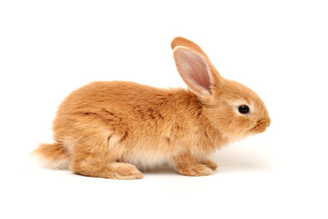 Obraz premium Baby of orange rabbit on white background