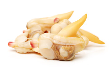 clam meat on white background 
