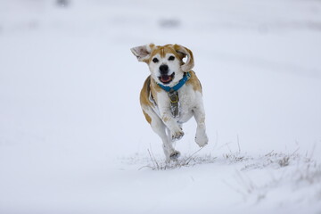 a dog playing in a snowy meadow