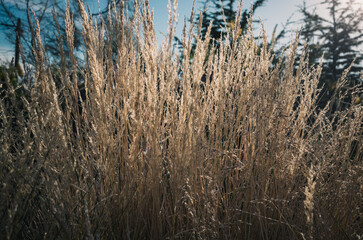 Fototapeta premium Grass in the sunlight