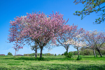 Fototapeta premium 満開の桜
