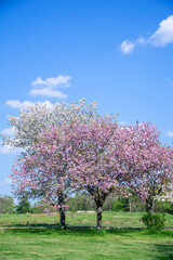 満開の桜