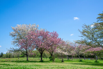 Fototapeta premium 満開の桜