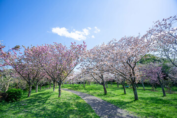 満開の桜