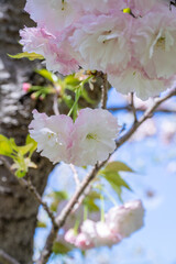 満開の桜