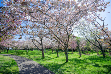 満開の桜