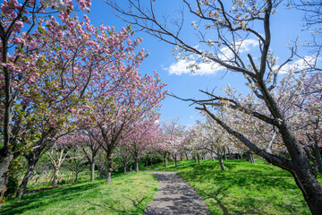 Obraz premium 満開の桜