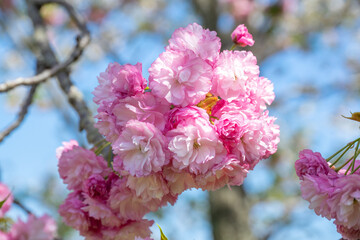 Obraz premium 満開の桜