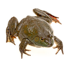 Bullfrog, Rana catesbeiana, against white background, studio shot