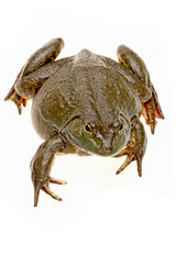 Bullfrog, Rana catesbeiana, against white background, studio shot