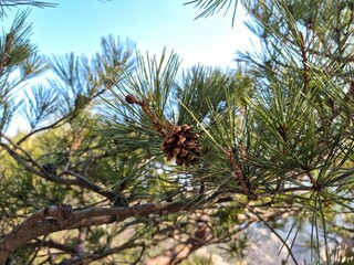 pine cones on the tree