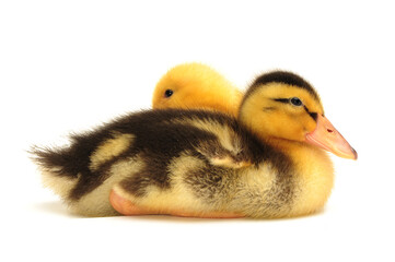 two ducklings isolated on white