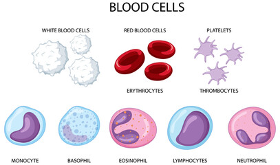 Type of human blood cells on white background - obrazy, fototapety, plakaty