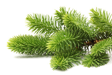 pine branch isolated on white background 