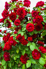 Beautiful red roses in the garden. Valendines day background.