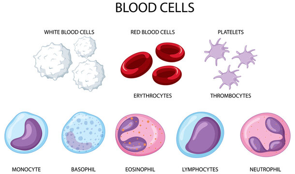 Type of human blood cells on white background