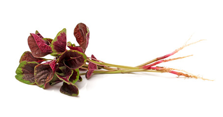 amaranth on a white background