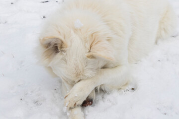 white long fur dog in snow
