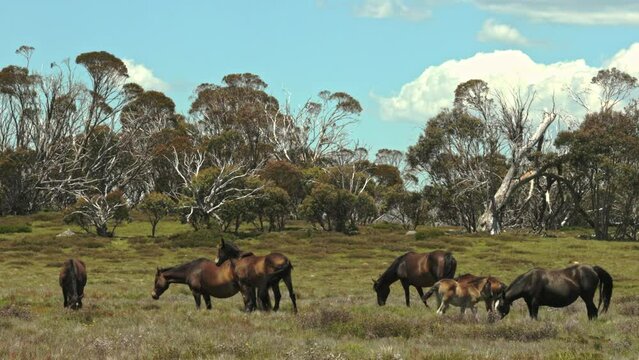 Brumbies or Australian wild horses on the alpine mountain
