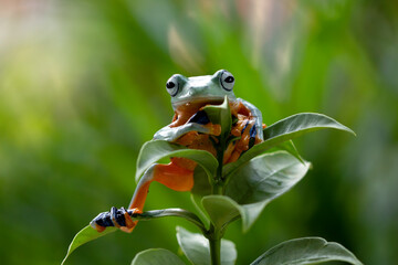 Javan tree frog or flying frog closeup 
