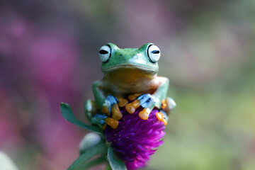 Javan tree frog or flying frog closeup 