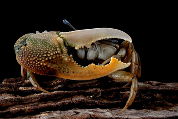 Fiddler crab closeup on black background, Comando crab 