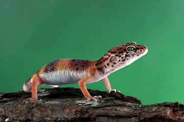 Orange gecko lizard on wood, eublepharis macularius, animal closeup