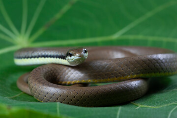Liopeltis snake closeup on green leaves, animal top view