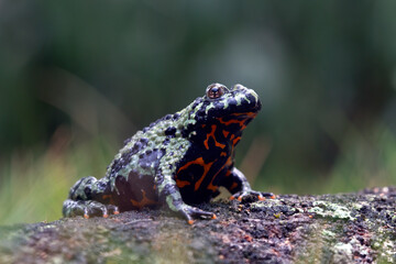 Fire belly toad closeup face on moss, animal closeup, Bombina orientalis
