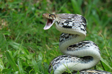 Naklejka premium Copper-headed Trinket Snake ready to attack, (Coelognathus radiatus), closeup snake