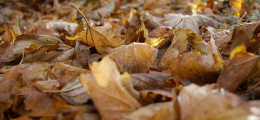 Autumn background - fallen brown leaves. Shallow depth of field