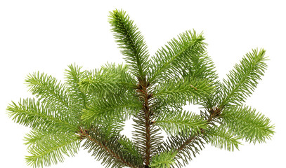 pine branch isolated on white background 