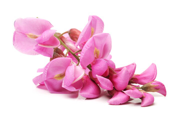 Rose acacia isolated on white background