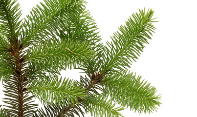 Fototapeta na wymiar pine branch isolated on white background 
