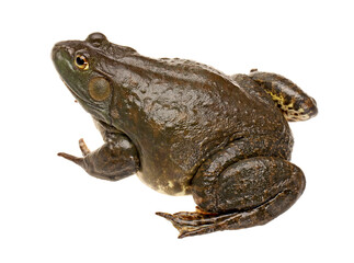 frog on white background
