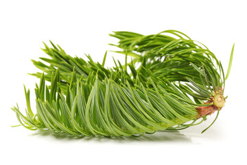 pine branch isolated on white background 