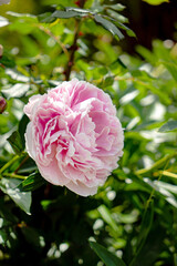 pink peony in the garden