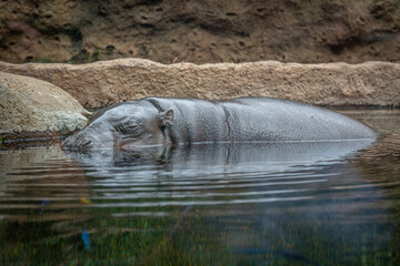A hippopotamus hides in the water in Loro Parque, Tenerife 