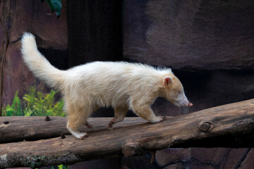 An albino South American coati (Nasua nasua) at Batu Secret Zoo - Jatim Park, Malang.