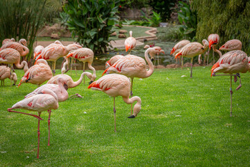 A flock of pink flamingos in a meadow in Loro Parque, Tenerife 