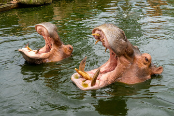 Fototapeta na wymiar The hippopotamus in the water opens its mouth very wide