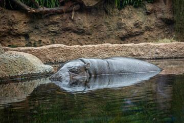 A hippopotamus hides in the water in Loro Parque, Tenerife 