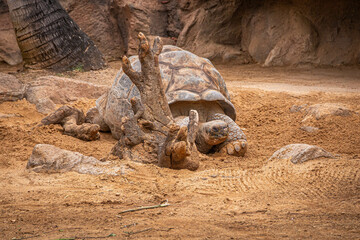 Huge sea turtle walks on sand in Loro Parque, Tenerife
